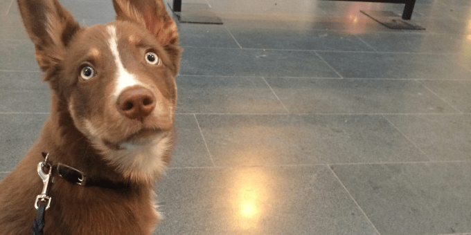 valpkurs, valpträning