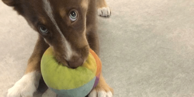 blyga hundar, osäker hund, kurs