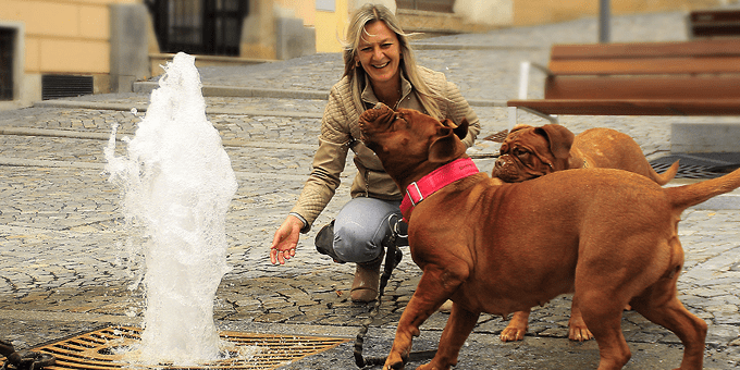 miljöträning, hund i miljö