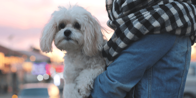 hundmöte,rolig kurs